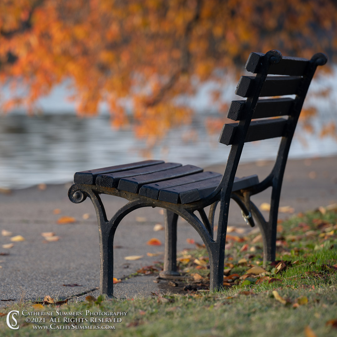 Empty Bench on an Autumn Morning at the Tidal Basin