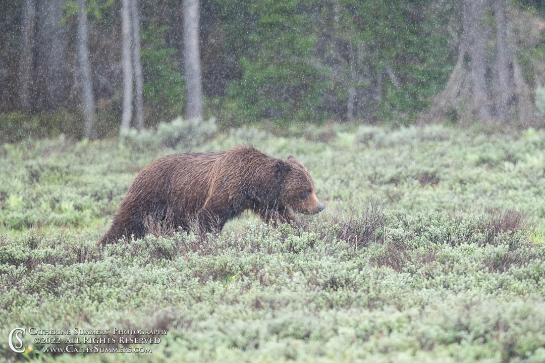 Grizzly Bear in the Rain - Grand Teton National Park