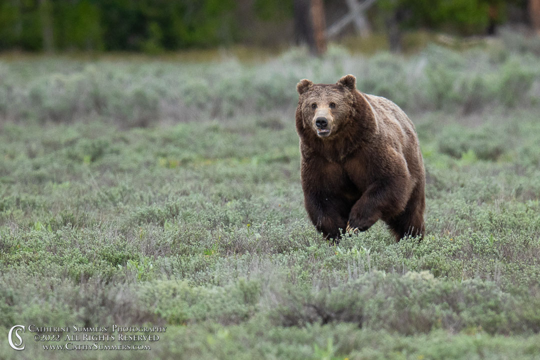 Grizzly 399's Suitor Gives Chase