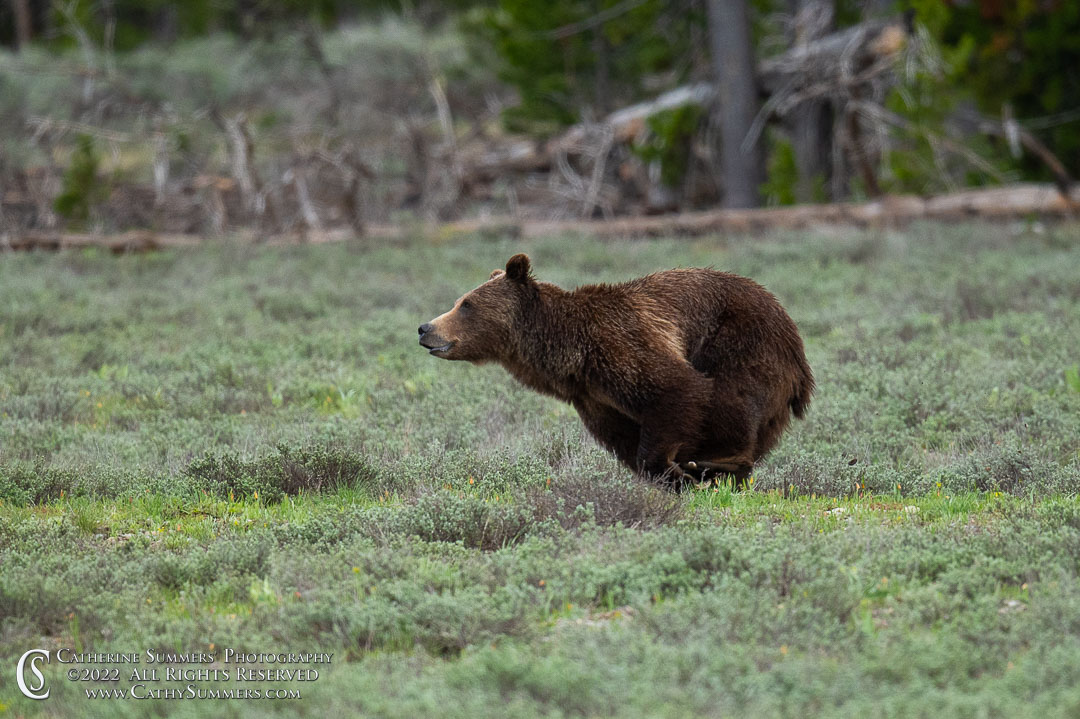 Grizzly 399 Avoiding Her Suitor