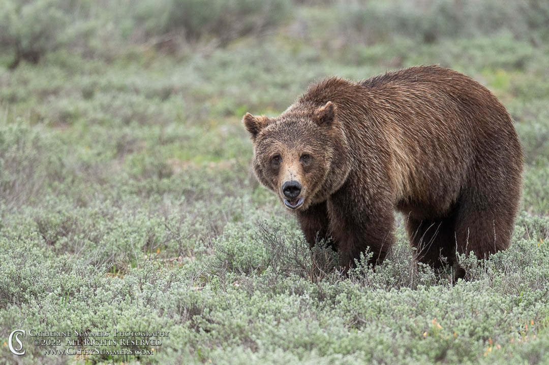 Male Grizzly in Grand Teton National Park