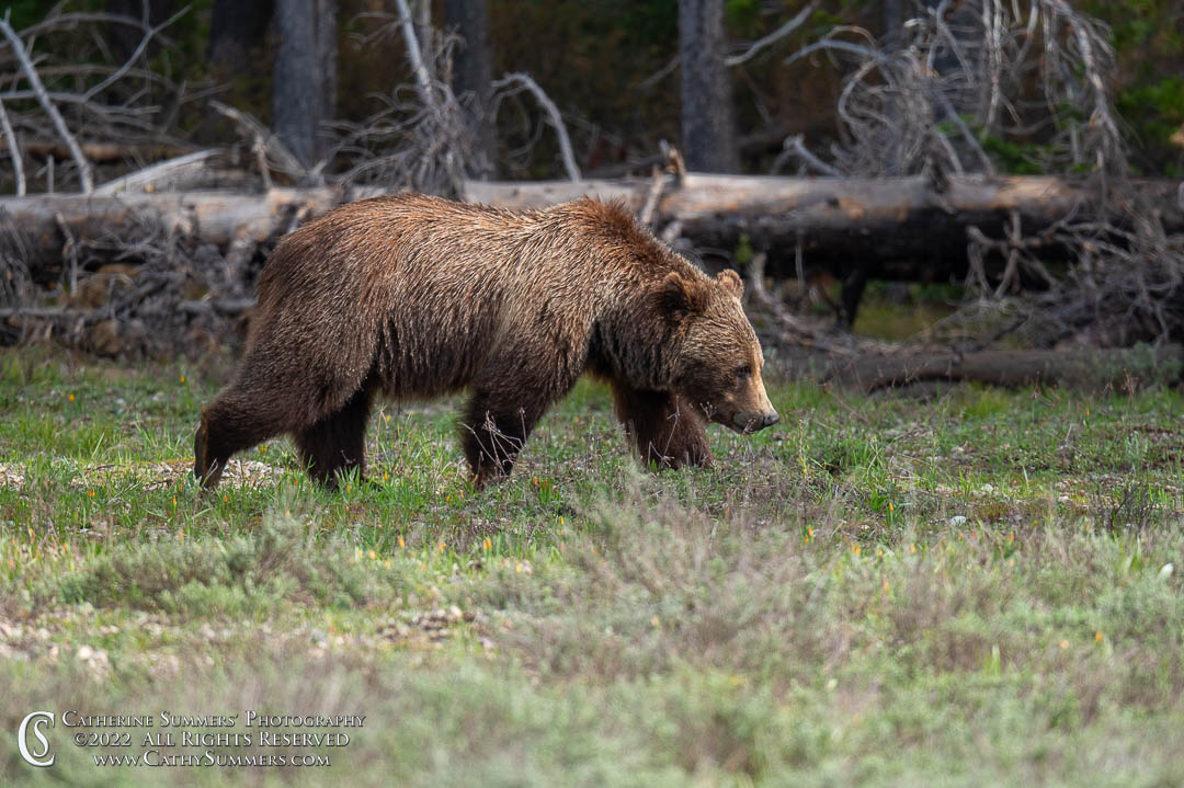 Male Grizzly in Grand Teton National Park