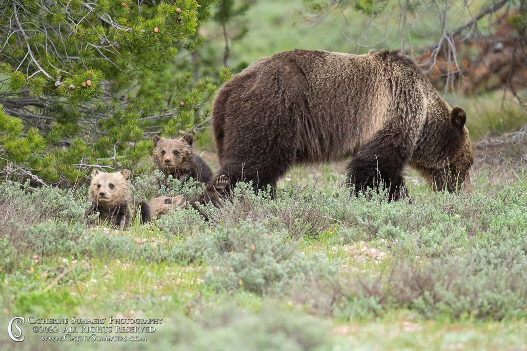 Blondie and Her Cubs