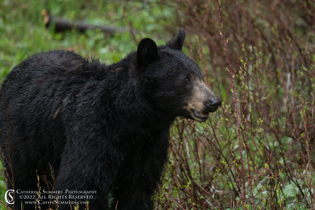 Black Bear Sow in the Rain  Near Pebble Creek