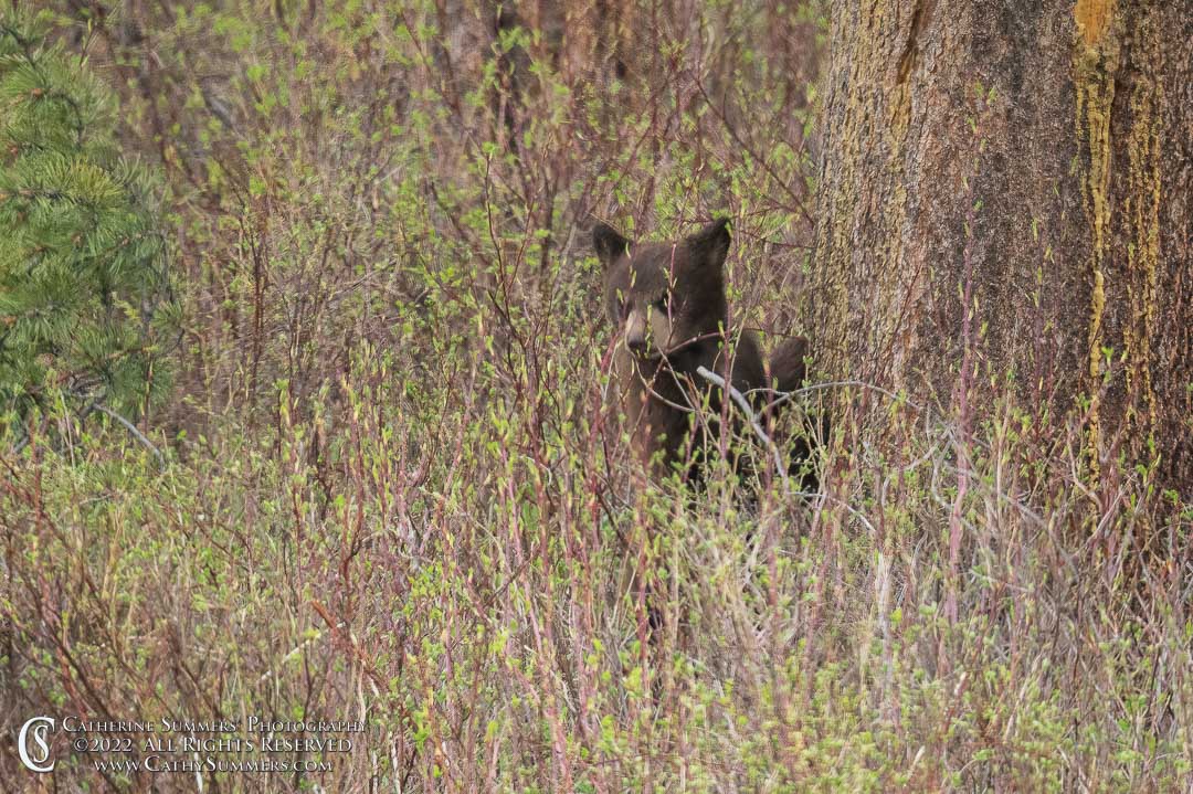 Blackbear cub in the Rain Near Pebble Creek