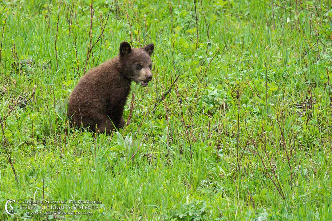 Black Bear Cub in the Rain Near Pebble Creek