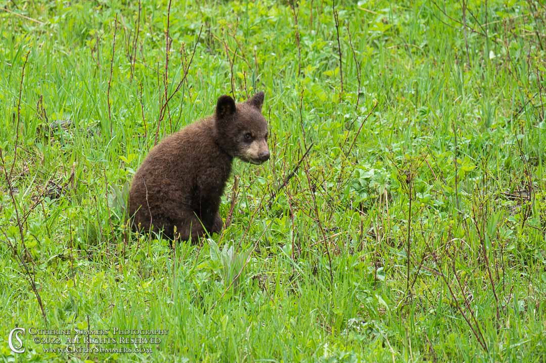 Black Bear Cub in the Rain Near Pebble Creek