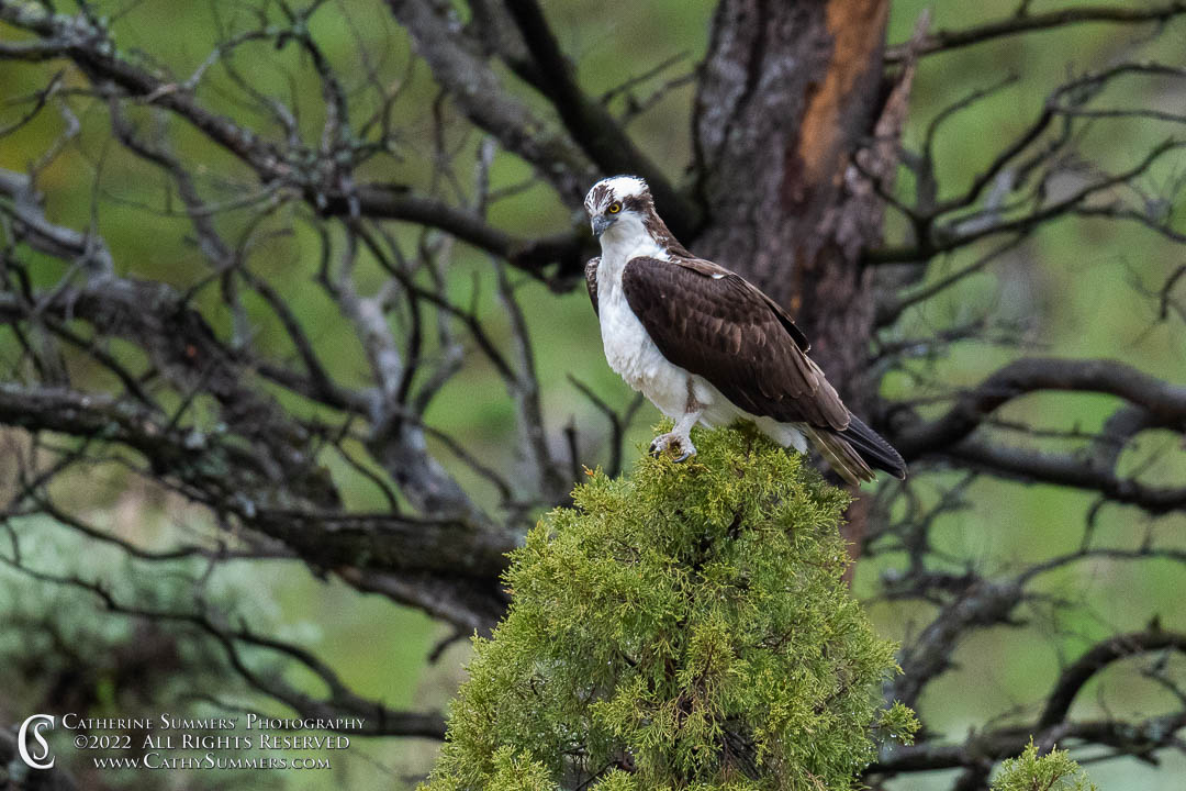 Osprey Looking for Dinner in the Gardiner River - Yellowstone National Park Before the Flood