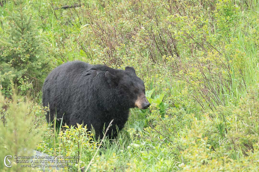 Black Bear Boar in the Rain Near Tower Junction