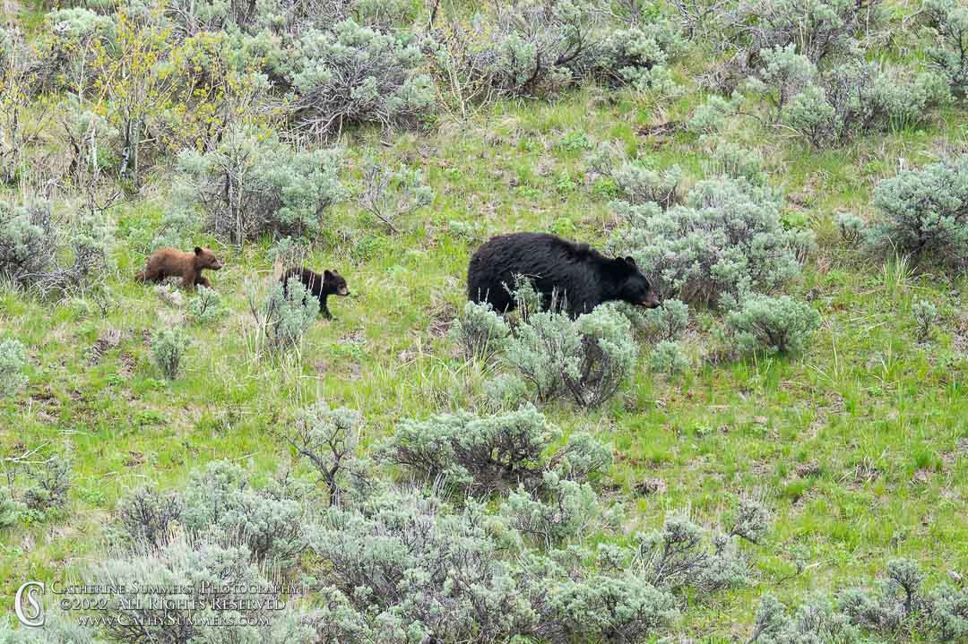 Black Bear Sow and Cubs Near Tower Falls in Yellowstone National Park
