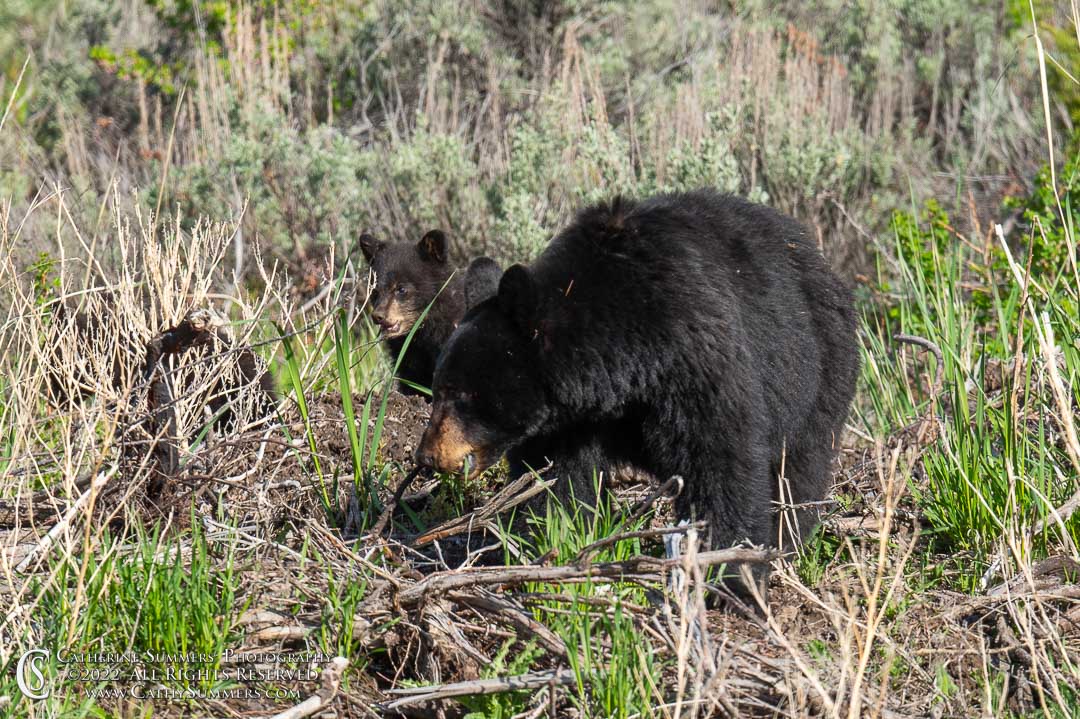 Black Bear Sow and Cubs Near Tower Falls in Yellowstone National Park