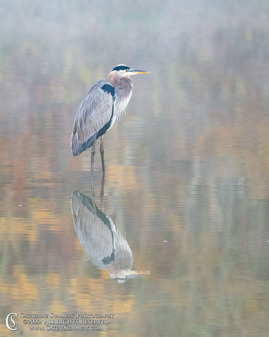Heron and Reflection on a Misty Autumn morning at Huntley Meadows
