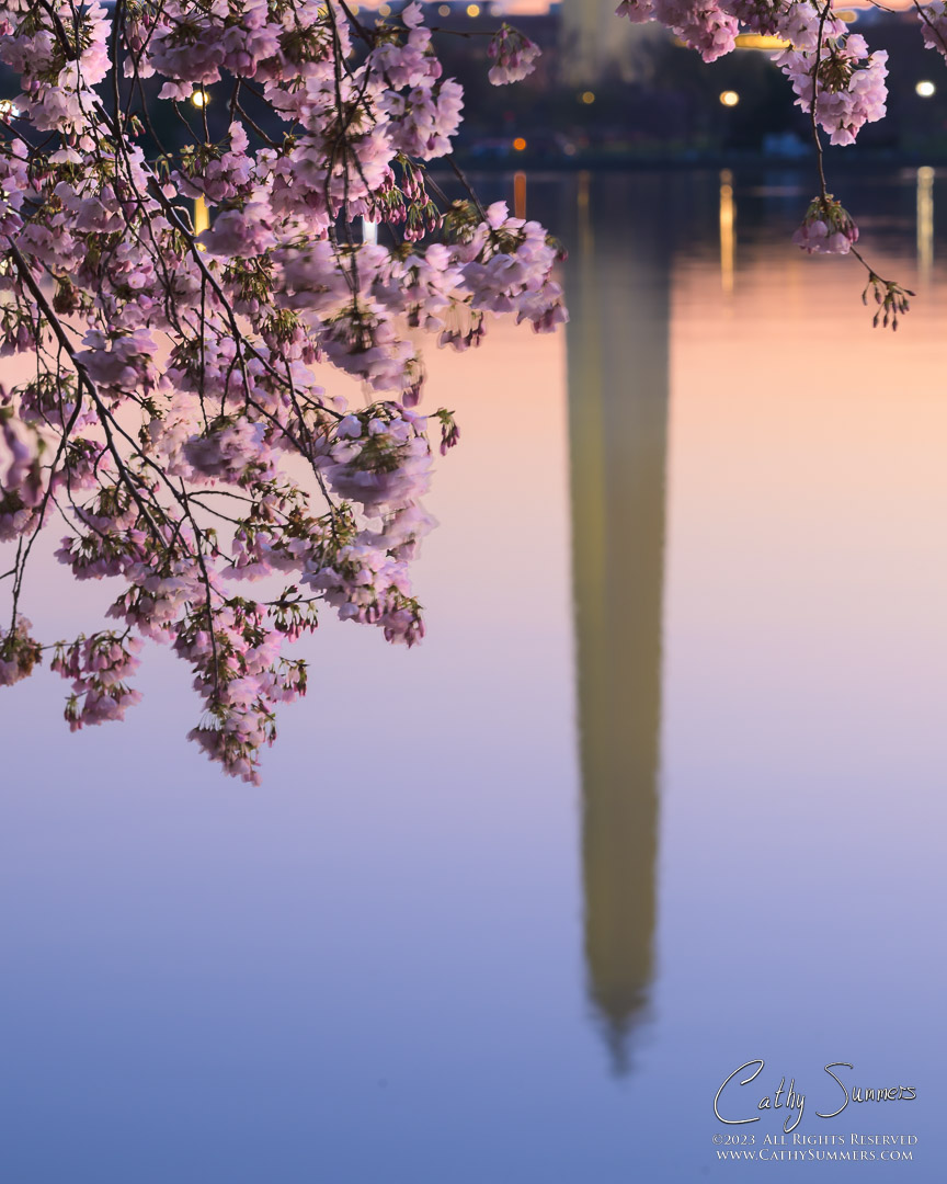 Cherry Blossoms and the Washington Monument's Reflection in the Tidal Basin Just Before Sunrise