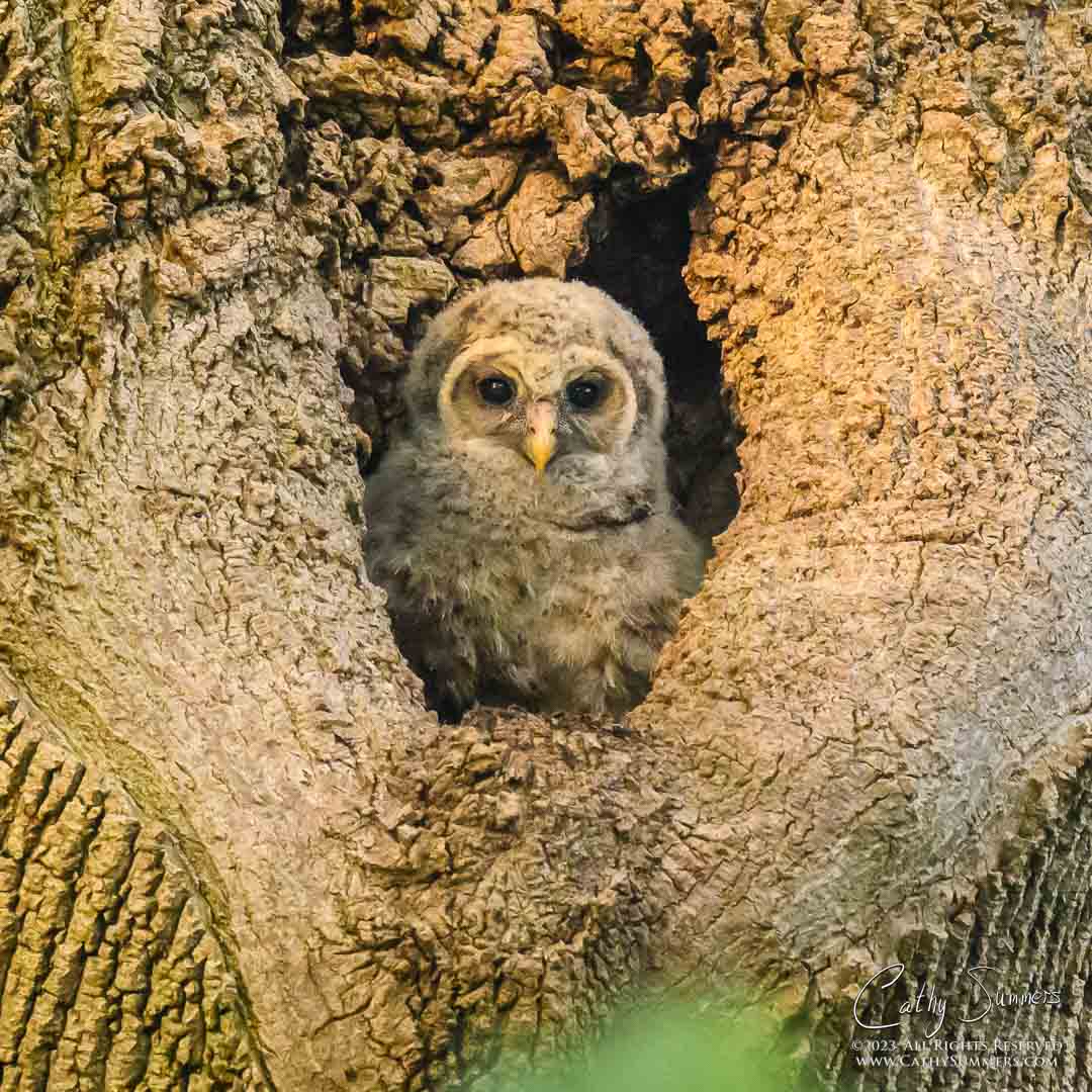 Barred Owl Nestling in the Nest at Dyke Marsh