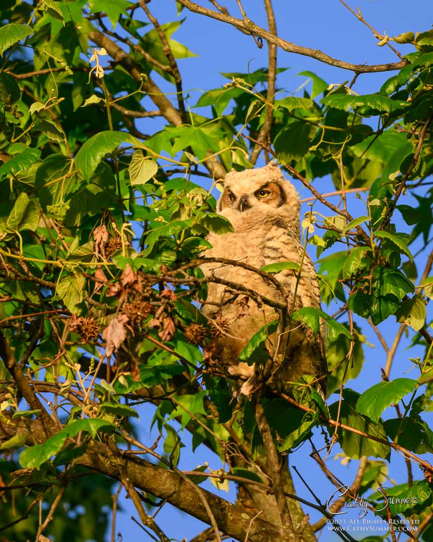 Great Horned Owl Nestling in the Branching Out Stage