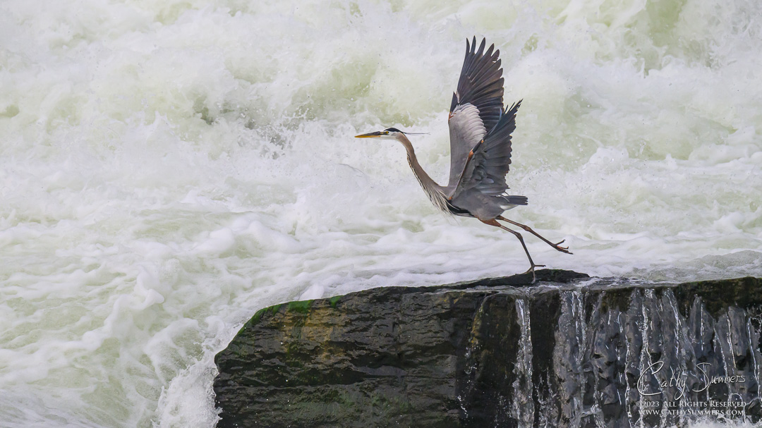 Great Blue Heron at Great Falls of the Potomac River