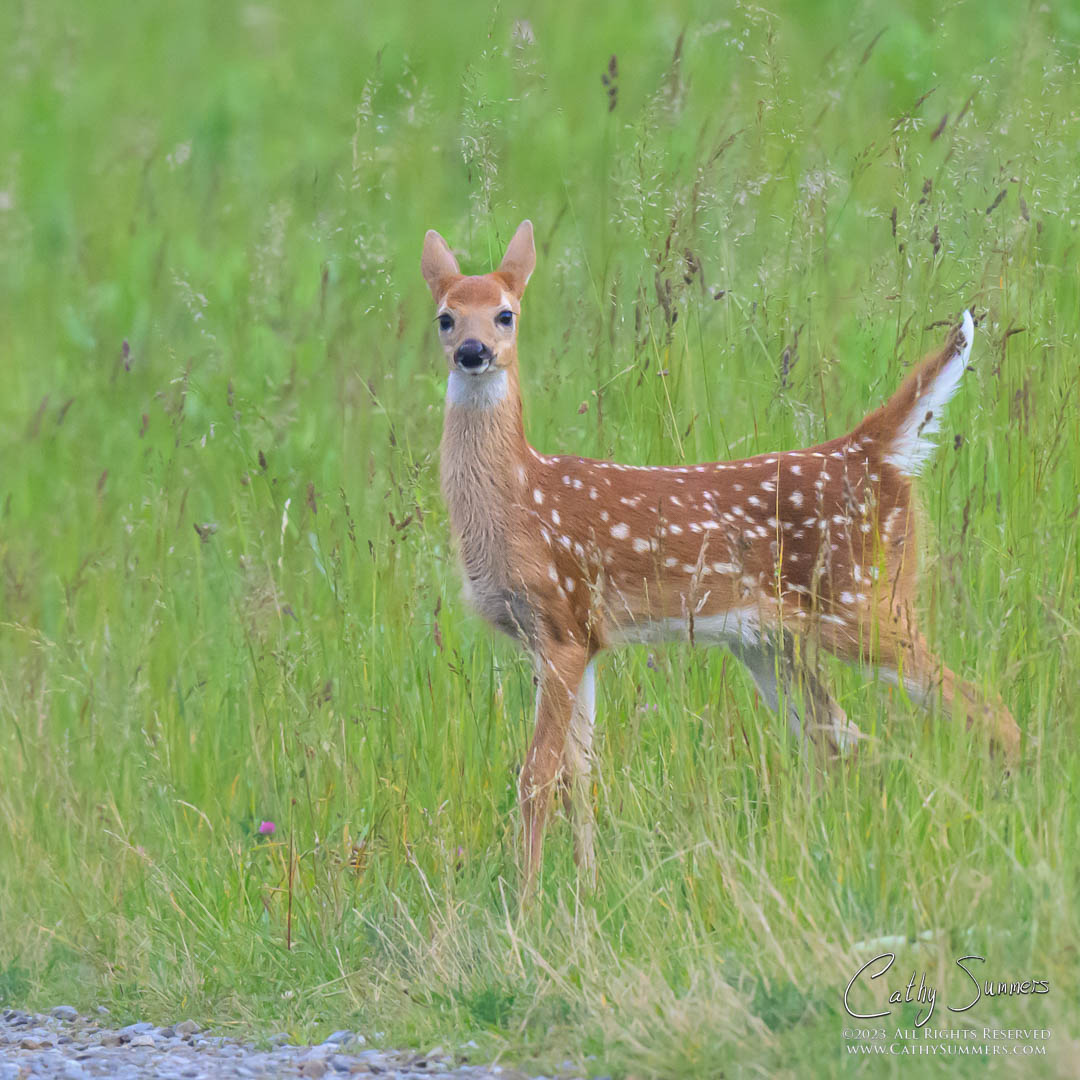 White-tailed Fawn at Big Meadows