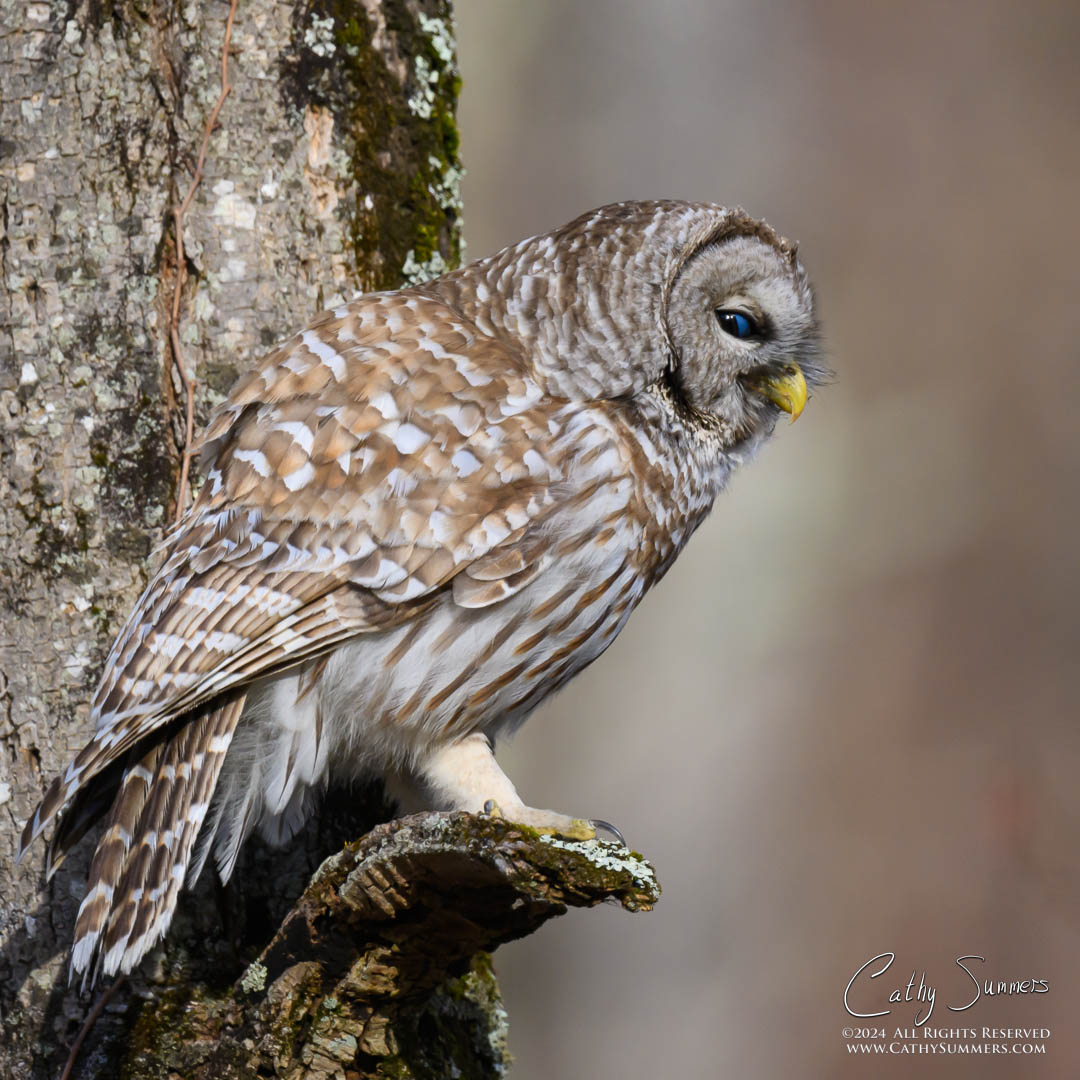 Barred Owl Side Eye in Shenandoah National Park
