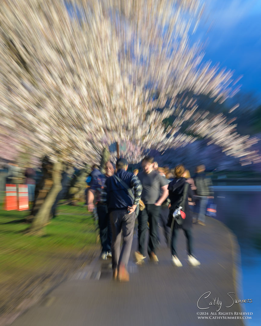 Crowds Enjoying the Cherry Blossoms - In Camera Zoom