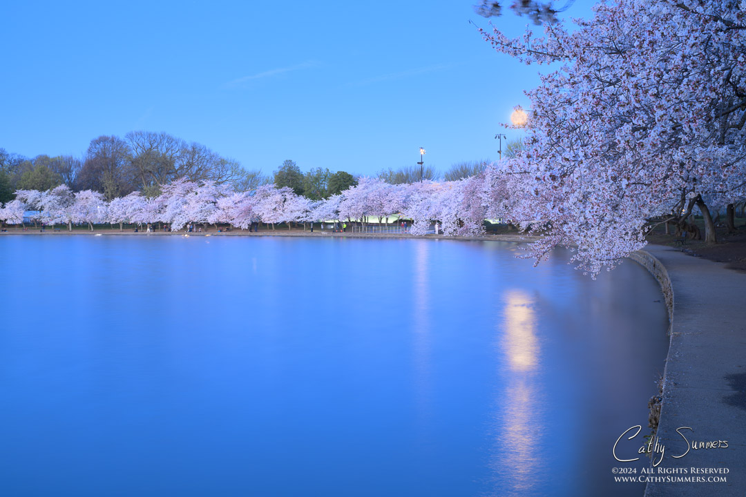 Full Moon Setting Over the Cherry Trees in Full Bloom at the Tidal Basin