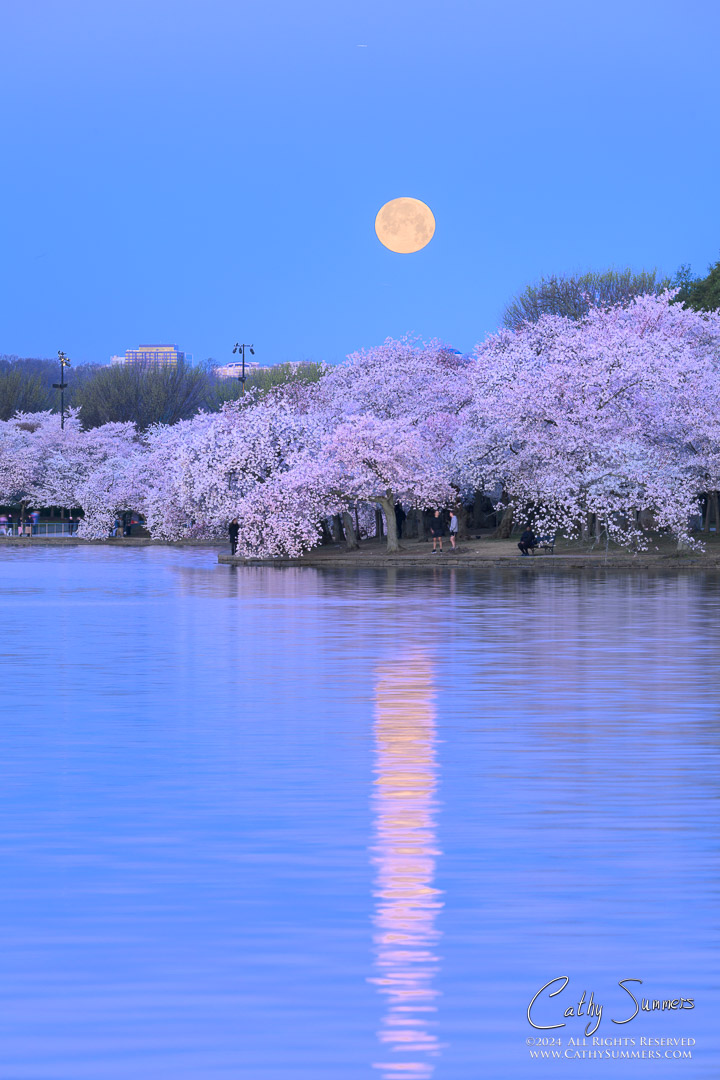 Full Moon Sets Over the Cherry Trees in Full Bloom