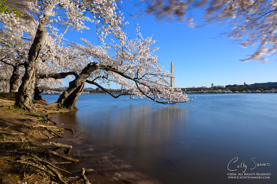 Peak Cherry Tree Bloom and a Very High Tide in the Tidal Basin