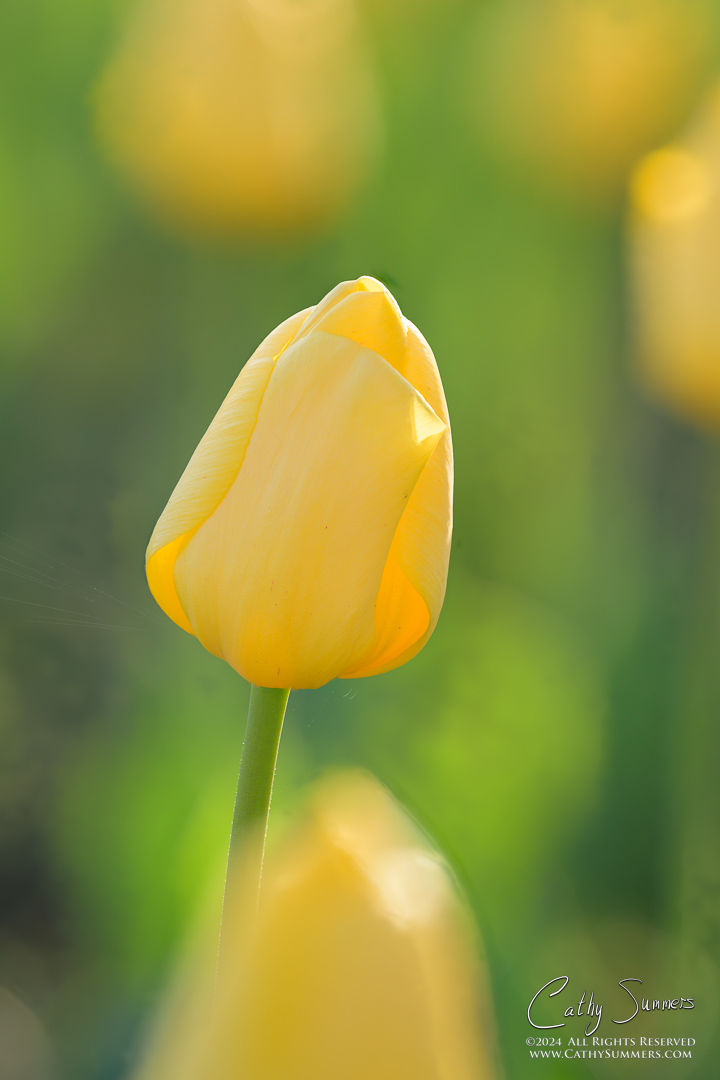 Yellow Tulip - Narrow Aperture and Foucus Stack