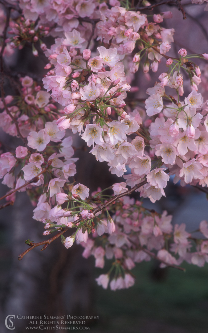 91_0406: vertical, Cherry Blossom, DC, Tidal Basin, Washington, cherry trees, tree, flowers, spring