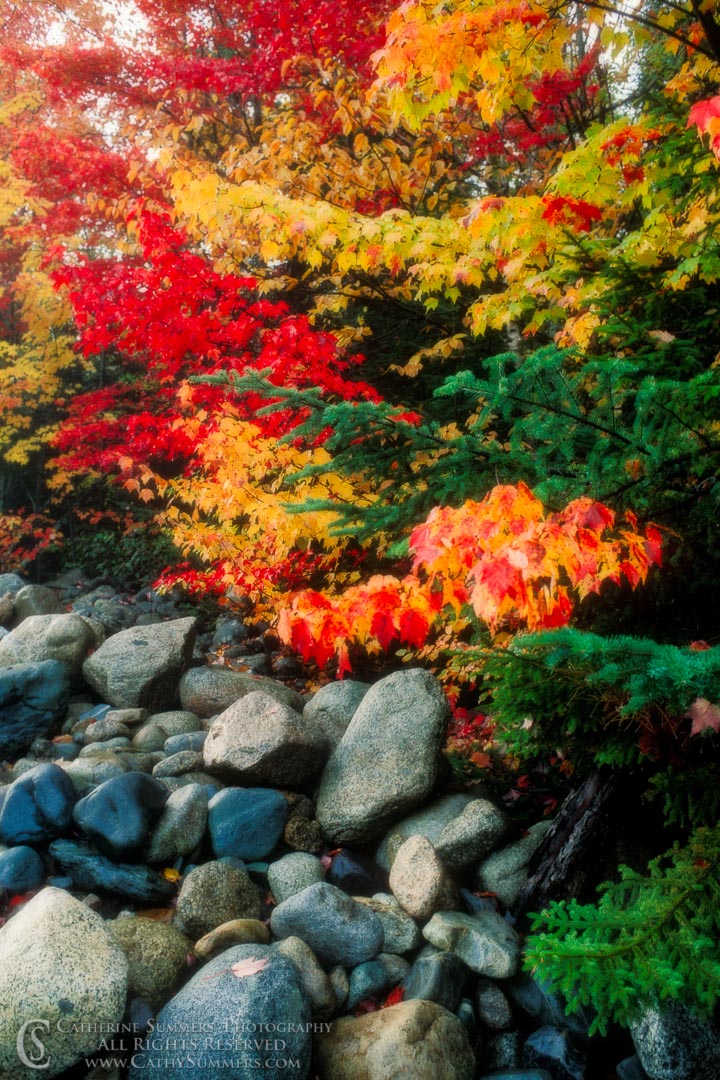 91_1173_Orton: vertical, autumn, leaves, Little River, New Hampshire, rain, rocks, White Mountains, Orton Effect