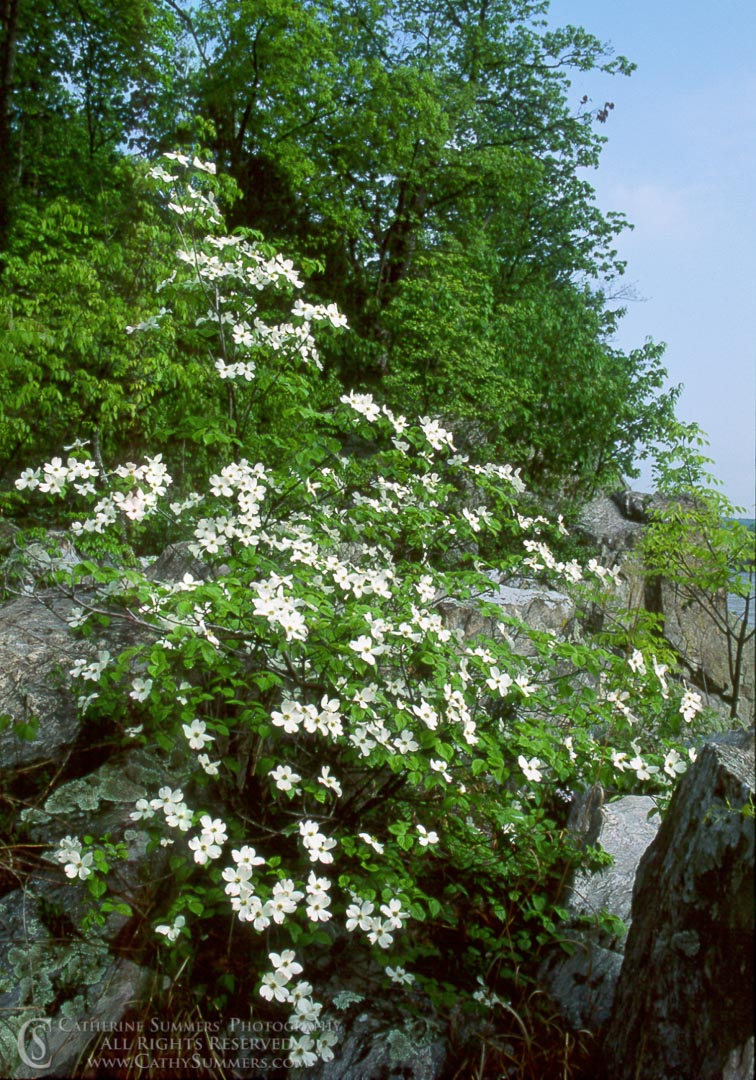 92_0397: vertical, flowers, spring, Great Falls National Park, Virginia, rocks, dogwood, white