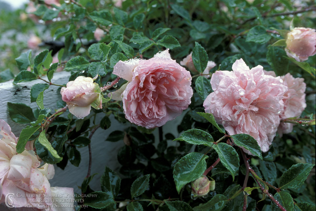 92_1024: horizontal, flowers, Virginia, rain, fence, rose, pink, summer