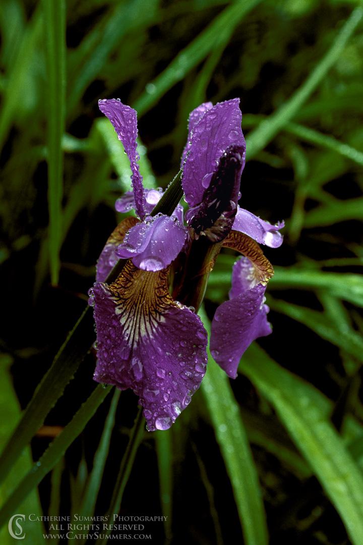 92_1029: vertical, flowers, rain, Iris, pruple, siberian, summer, flower