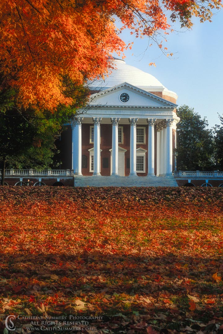 92_1760: vertical, autumn, leaves, maple, rotunda, University of Virginia, UVA, Orton Effect