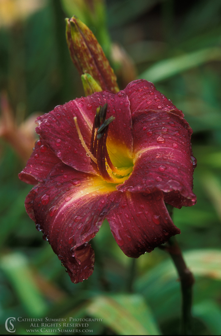 93_0867: vertical, flowers, rain, red, daylily, summer, black and white, daylily < flowers