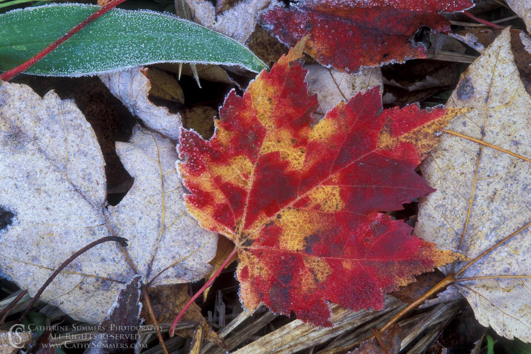 Frosted Leaf: White Mountains, New Hampshire