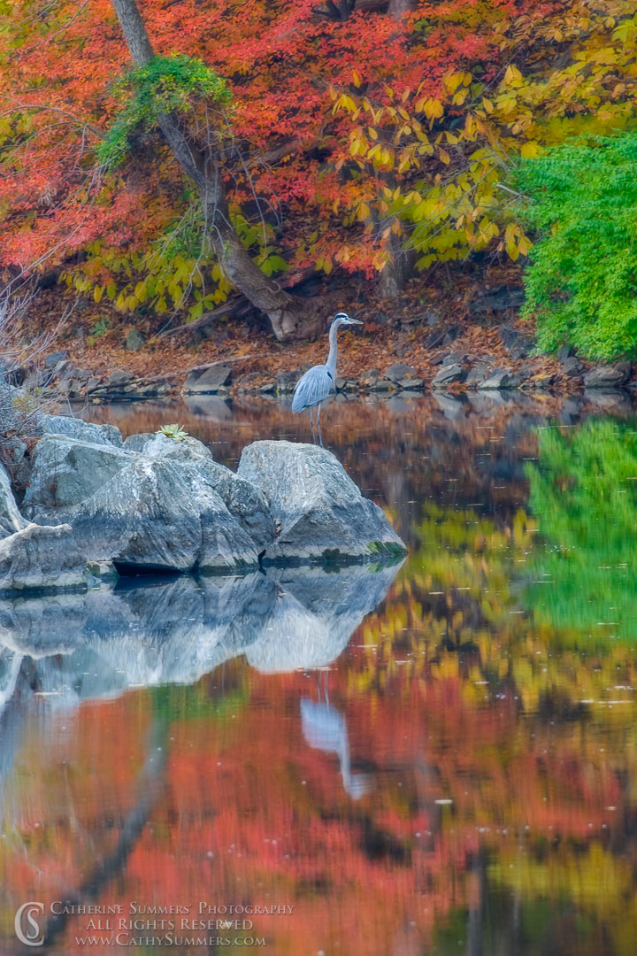 AR_2007_007: vertical, reflection, autumn, C&O Canal, Widewater, Heron, Orton Effect