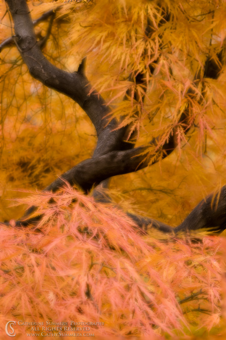 AU_2008_015: vertical, autumn, orange, Japanese Maple