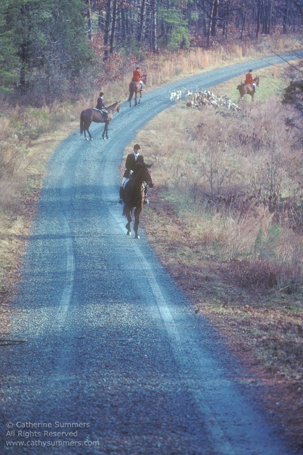 FH_1981_003: Fox Hunting, hounds, Foxfield, road, Red Acres, Staff