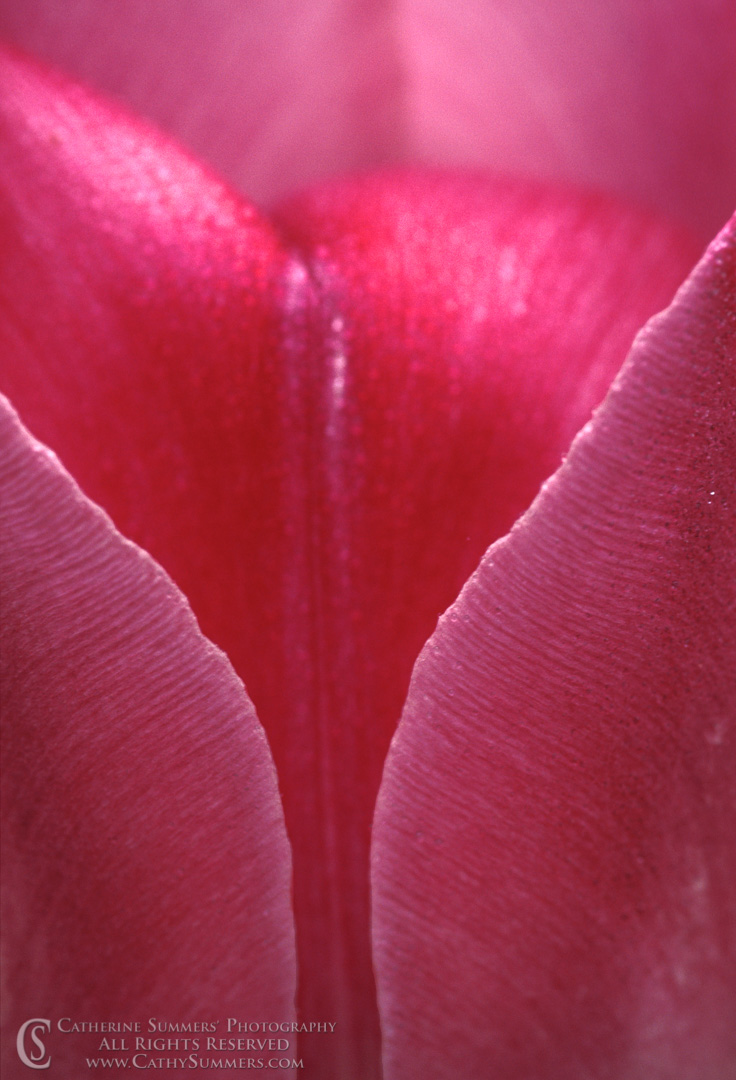 FL_1990_023: vertical, flowers, spring, macro, pink, tulip