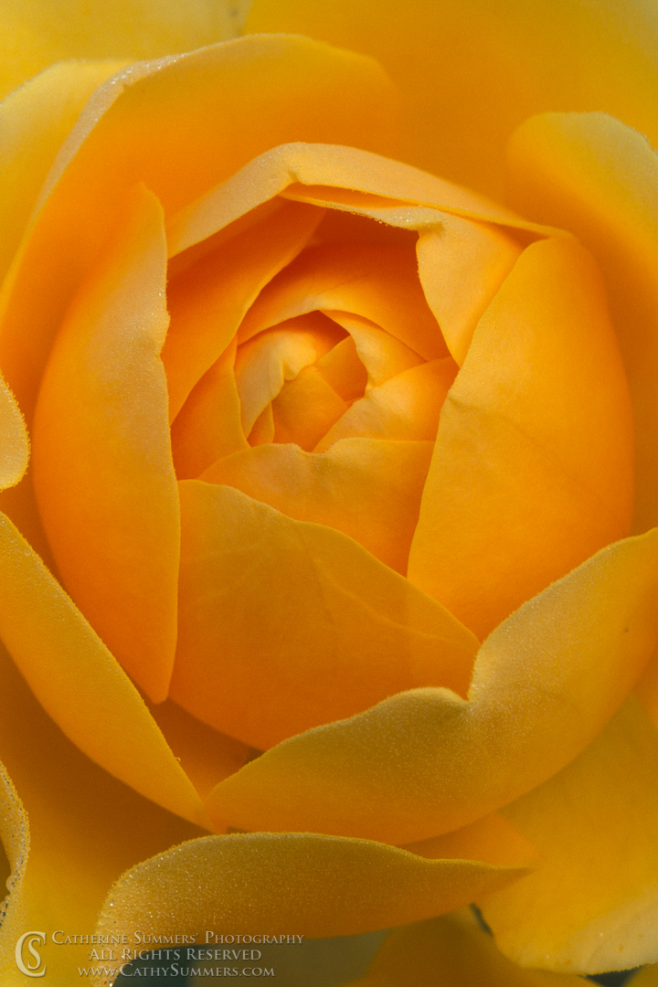Innocence: Yellow Rose Macro #1: Virginia
