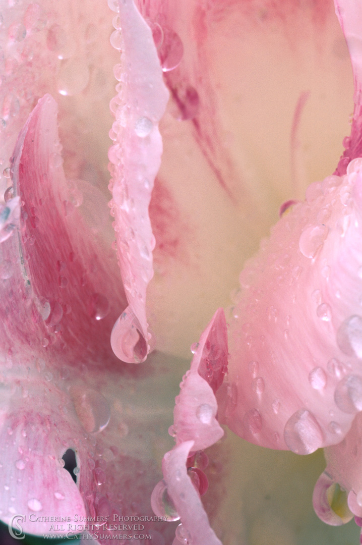 Tulip in the Rain, Macro #1: Virginia