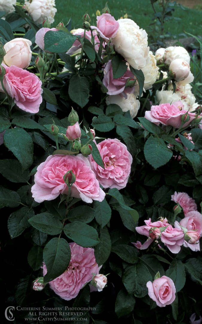 FL_1996_014: vertical, flowers, rain, pink, peonies, white, roses, summer