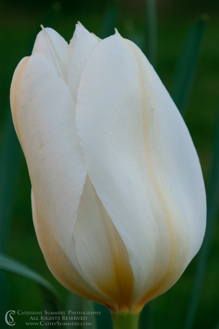 FL_2004_001: vertical, flowers, spring, macro, white, tulip