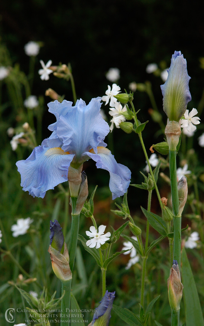 FL_2004_005: vertical, flowers, Iris, bearded Iris, blue, summer