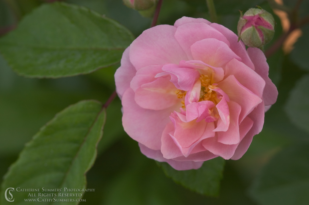 Pink Rose #2: Virginia