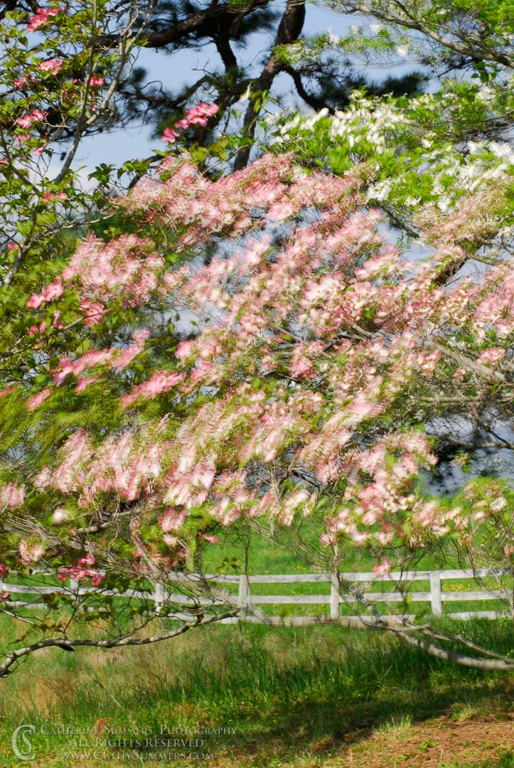 FL_2007_021: vertical, flowers, spring, fence, dogwood, pink, wind, white