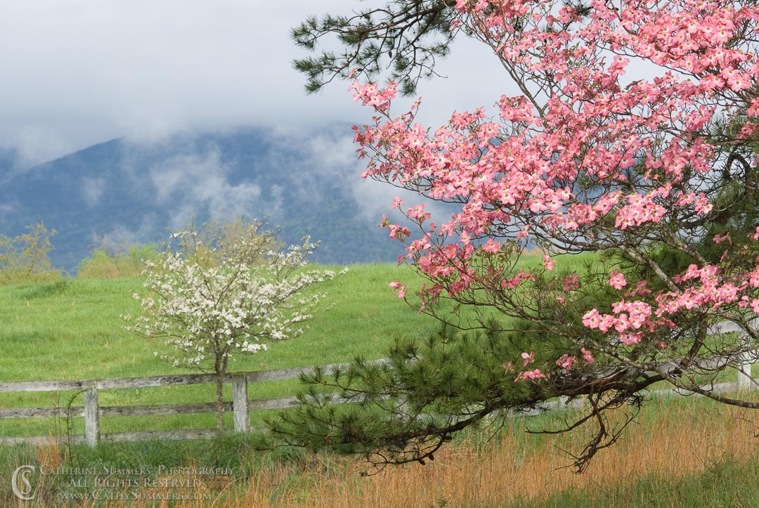 FL_2008_010: horizontal, flowers, spring, dogwood, pink, Blue Ridge Mountains, black and white
