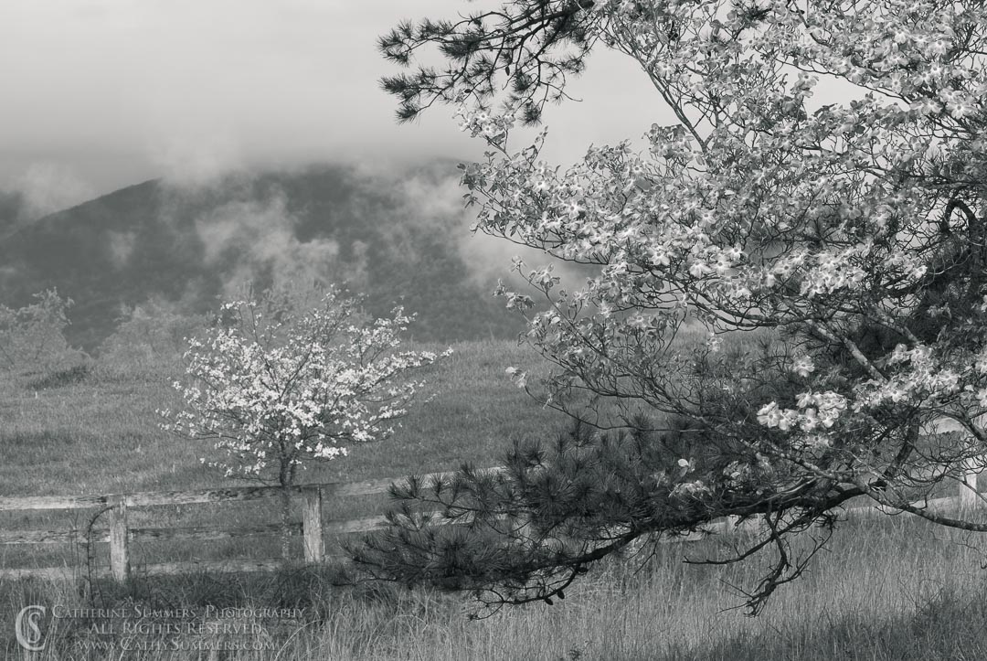 Blooming Dogwoods and Cloudy Blue Ridge Mountains - Black & White: Albemarle County, Virginia