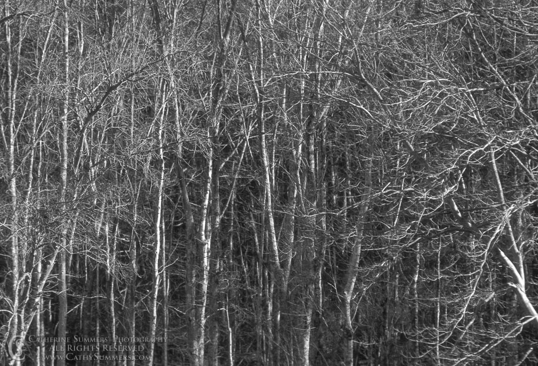 Bare Trees (Black & White): Albemarle County, Virginia