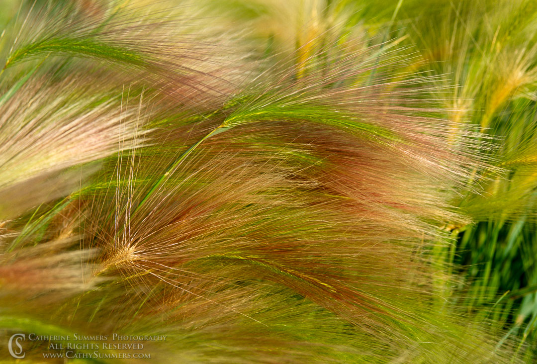 Wild Grasses at Mono Lake: Mono Lake, California